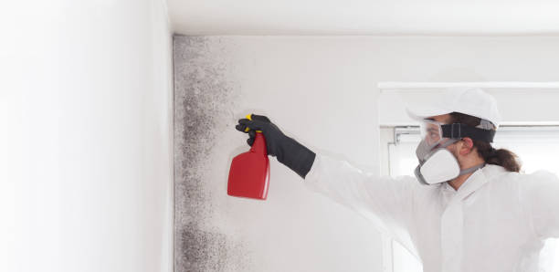 Best Industrial Mold Remediation in Seymour, TN