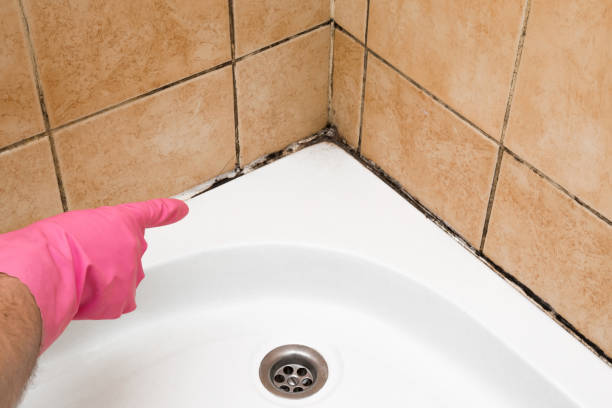 Best Bathroom Mold Remediation in Seymour, TN